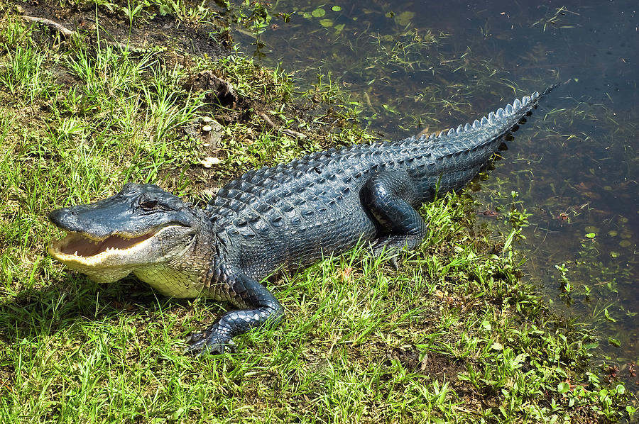 Nature Photograph - American Alligator #11 by Richard Leighton