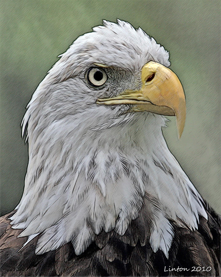 American Bald Eagle #3 Digital Art by Larry Linton