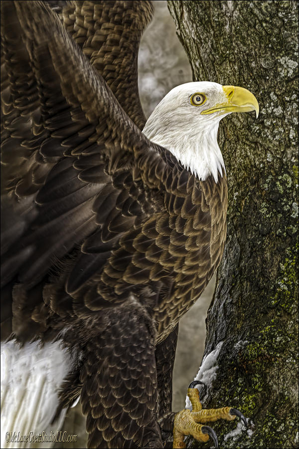 American Bald Eagle #3 Photograph by LeeAnn McLaneGoetz McLaneGoetzStudioLLCcom