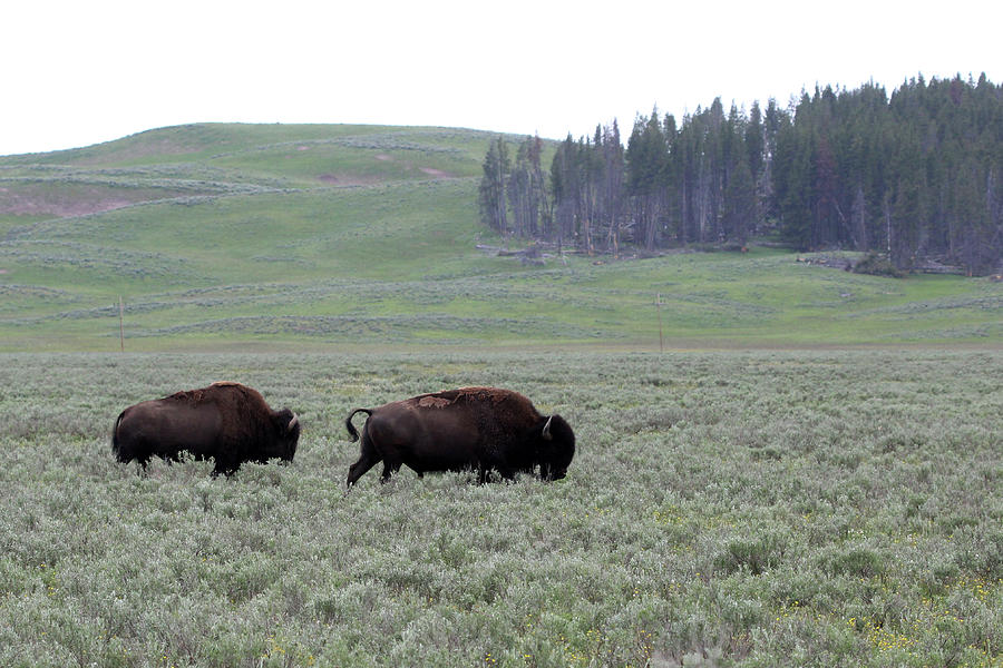 American Bison Yellowstone USA #3 Photograph by Bob Savage