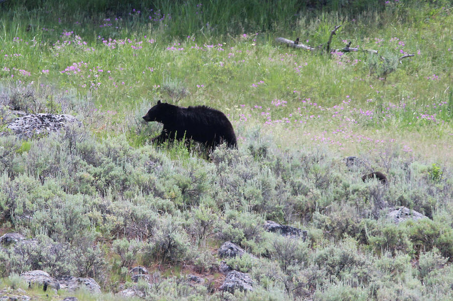 American Black Bear Yellowstone USA #3 Photograph by Bob Savage