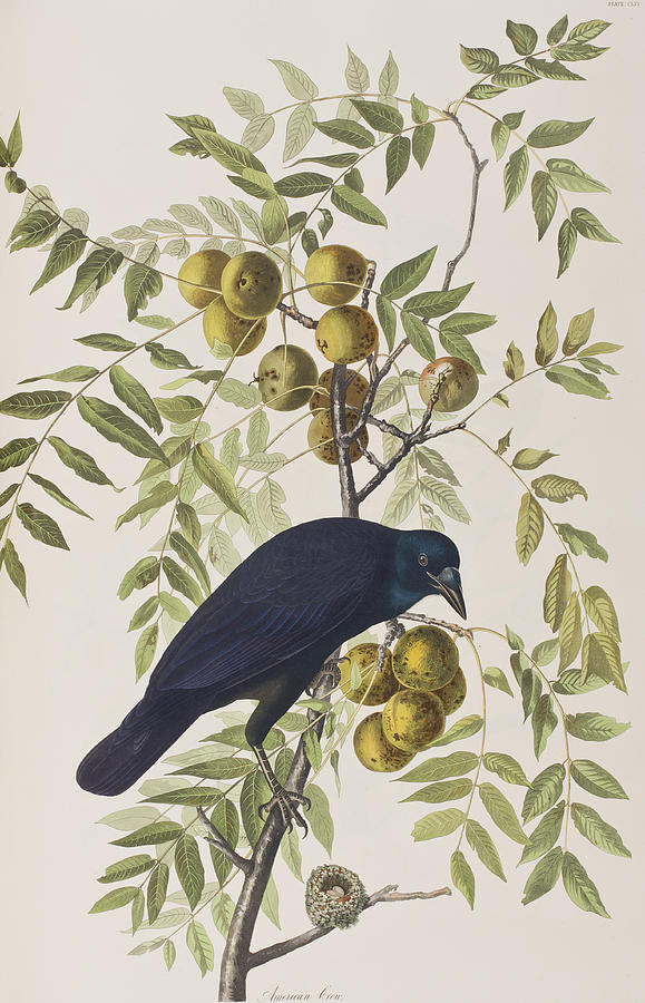 John James Audubon Painting - American Crow by John James Audubon