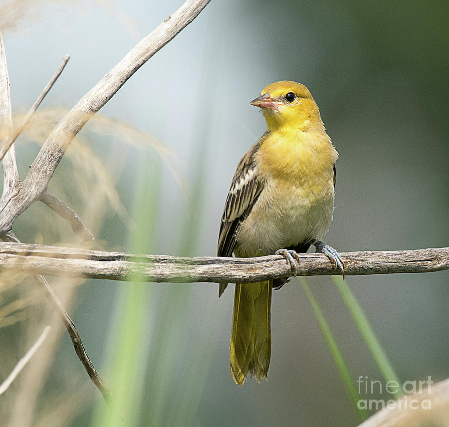 Finch Photograph - American Goldfinch #3 by Dennis Hammer
