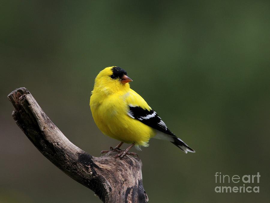 American Goldfinch #3 Photograph by Jack R Brock