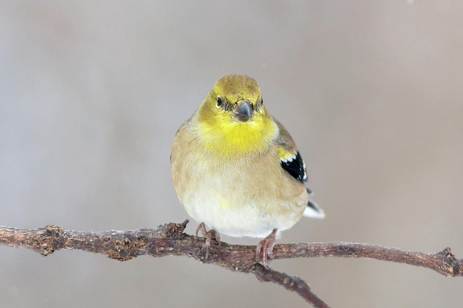 American Goldfinch Photograph By Mike Timmons Fine Art America