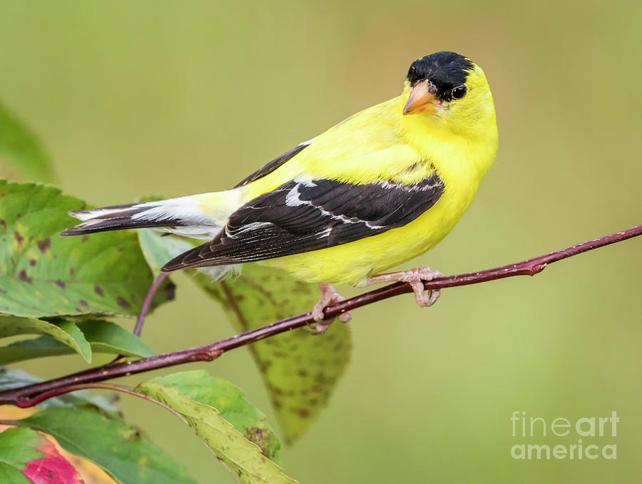 Canon Photograph - American Goldfinch by Ricky L Jones Canon Photograph - American Goldfinch by Ricky L Jones