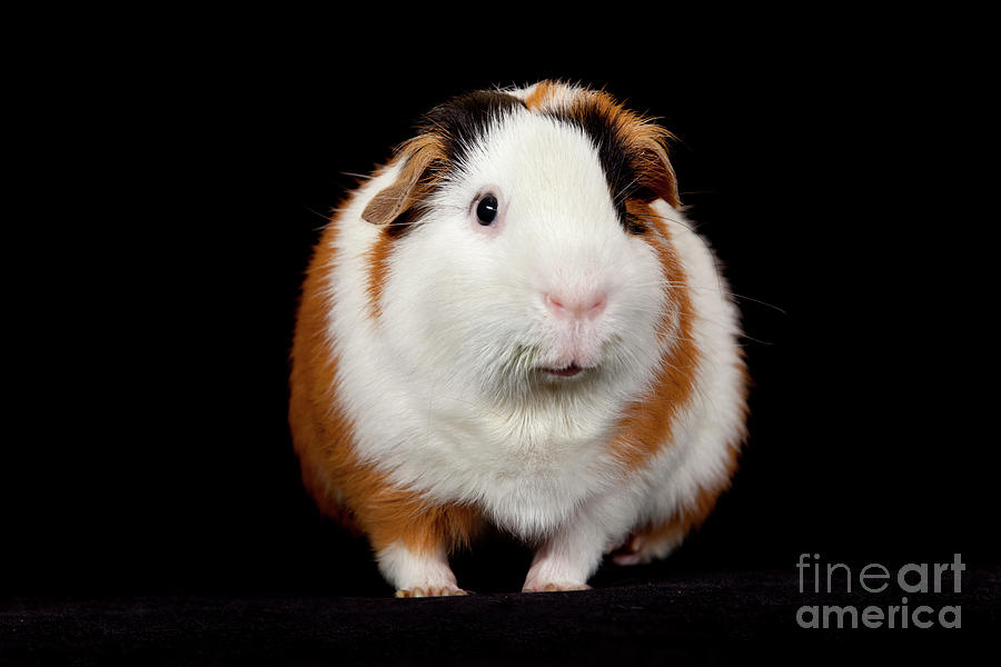  American Guinea Pigs - Cavia porcellus #3 Photograph by Anthony Totah