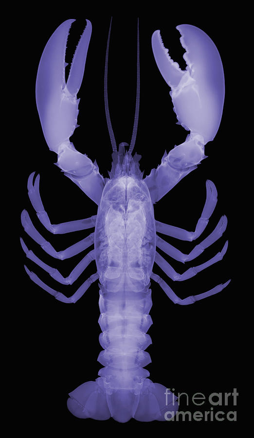 American Lobster, X-ray #3 Photograph by Ted Kinsman