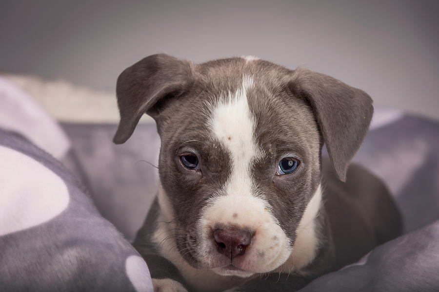 American Pitbull Puppy #3 Photograph by Peter Lakomy