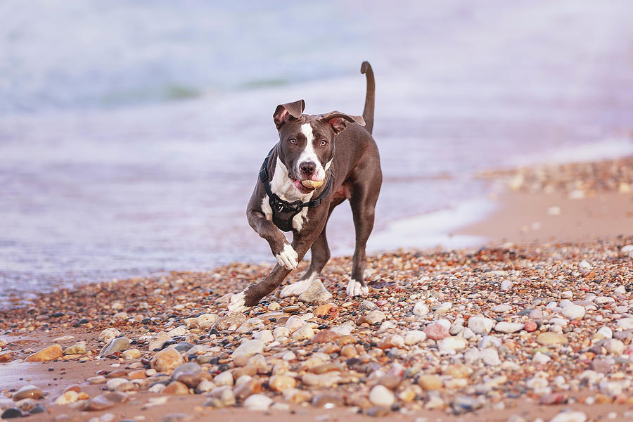 American Pitbull Terrier #3 Photograph by Peter Lakomy