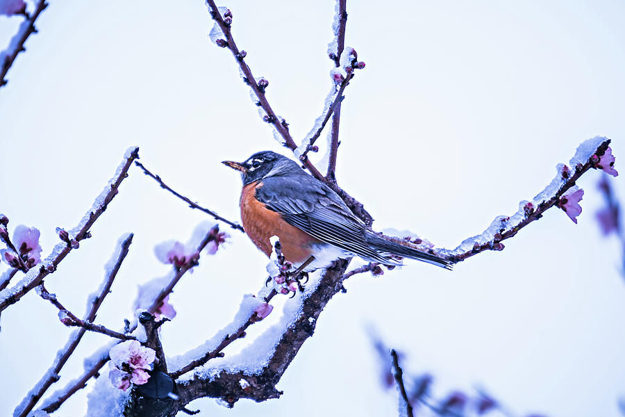 American Robin Perched On Blooming Peach Tree In Spring Snow #3 Photograph by Alex Grichenko
