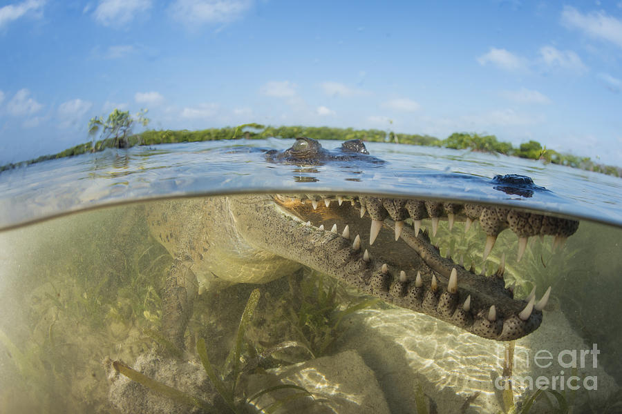 American Saltwater Crocodile Photograph