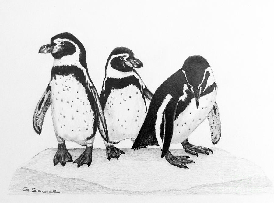 3 Amigos Drawing by George Sonner