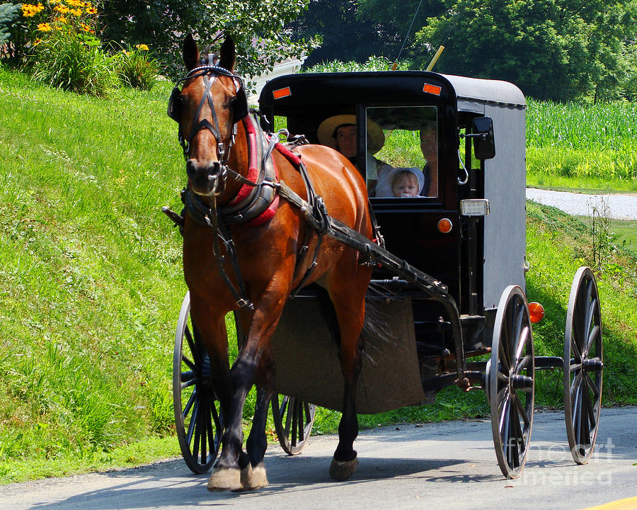 Amish in Pennsylvania Photograph by Jack Moskovita - Fine Art America