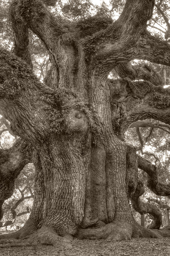 Tree Photograph - Angel Oak Live Oak Tree #3 by Dustin K Ryan