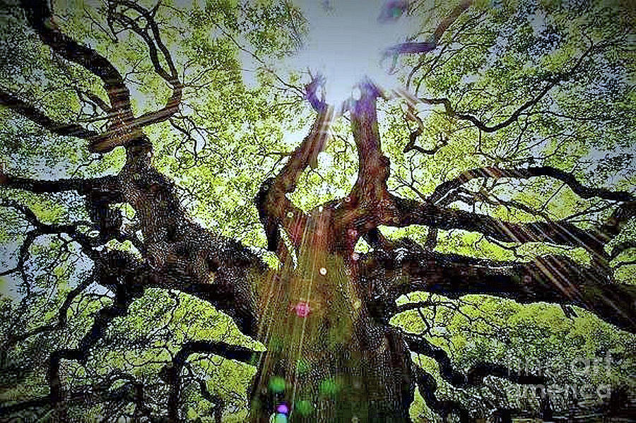 Angel Oak #5 Digital Art by Stefan Duncan