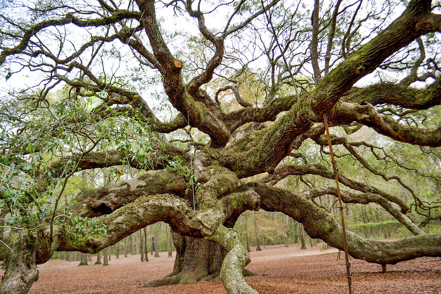 Angel Oak Tree Photograph - Angel Oak Tree #3 by Kim Elliott