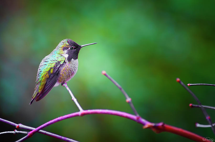 Anna Hummingbird perched on a branch #3 Photograph by Dee Browning