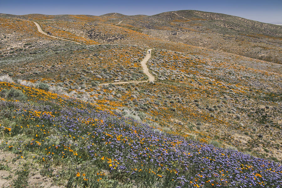 Antelope Valley Poppy Reserve by Beth Taylor Antelope Valley Poppy Reserve by Beth Taylor