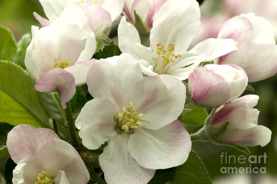 Apple Blossoms #3 Photograph by Inga Spence