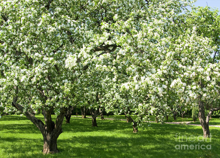 Apple garden #3 Photograph by Irina Afonskaya