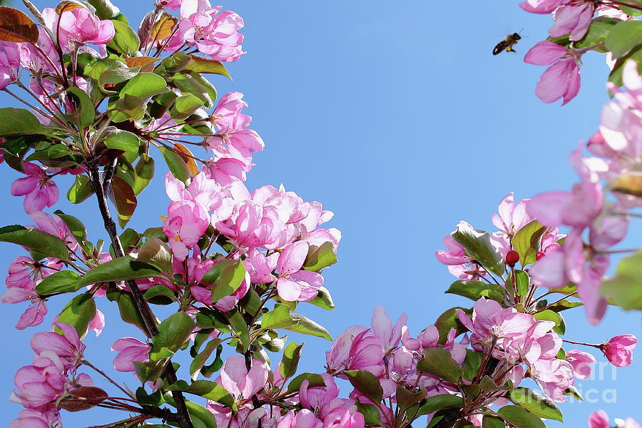 Apple Tree Flowers Against The Blue Sky Background. Photograph