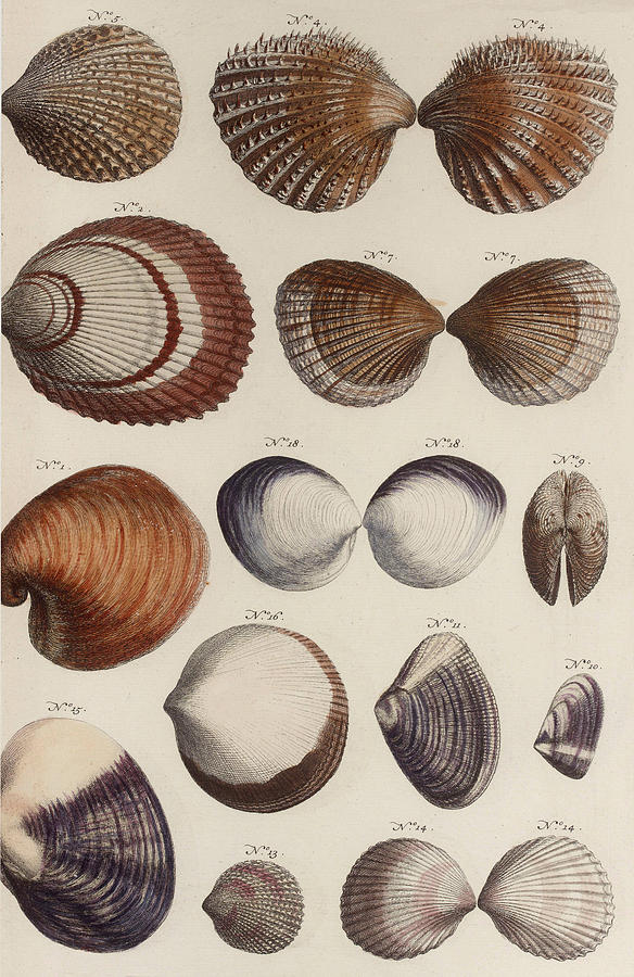 Aquatic Animals Seafood Shells Mussels Drawing by ArtBeOk Com