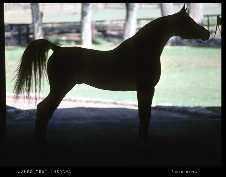Wildlife Photograph - Arabian Horse Silhouette   #3 by James BO Insogna