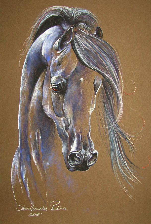 Arabian Stallion Drawing by Paulina Stasikowska