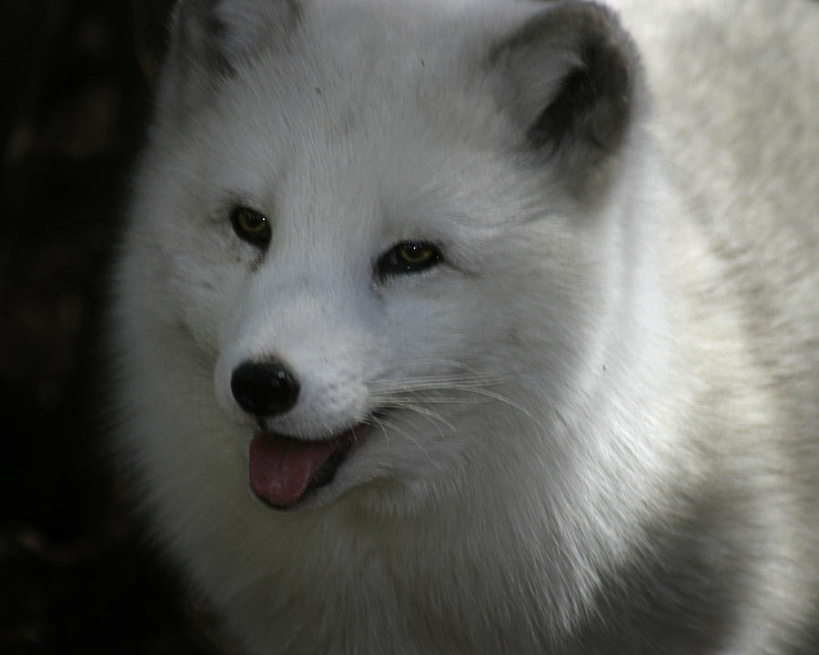 Arctic Fox #3 Photograph by Anthony Jones