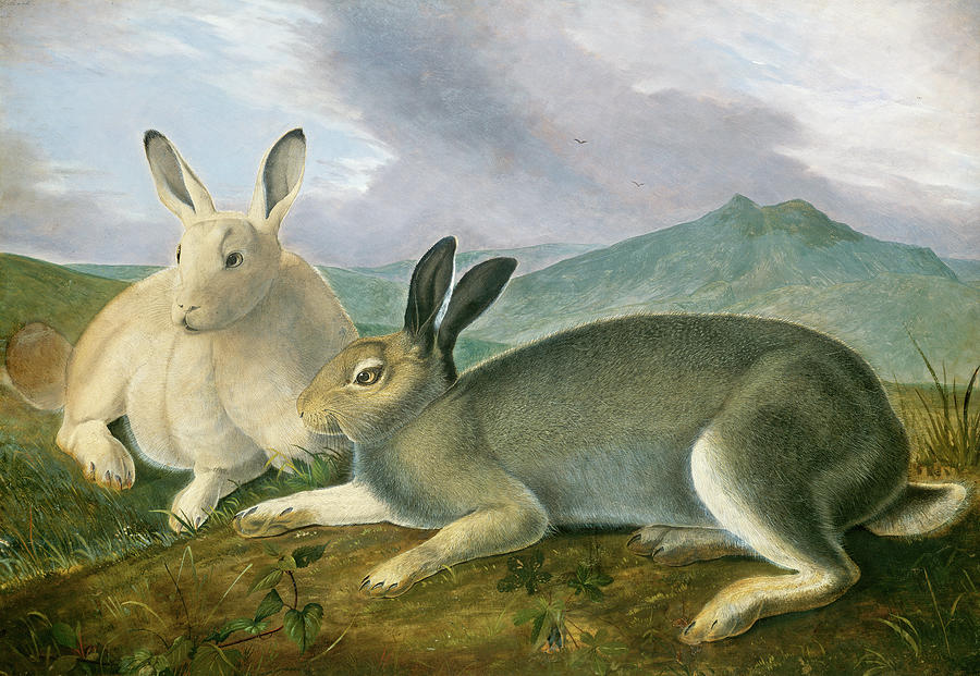  Arctic Hare #4 Painting by John James Audubon