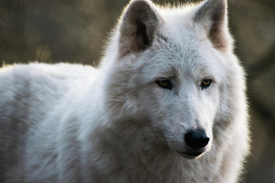 Nature Photograph - Arctic wolf #2 by Silviu Dascalu