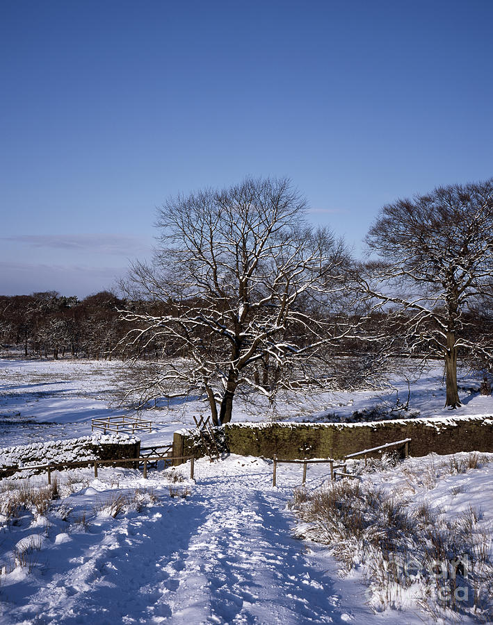 Ash Trees in the snow near Lyme Park between Poynton and Disley ...
