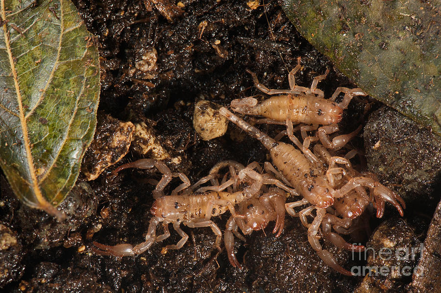 Asian Scorpion Young #3 Photograph by Francesco Tomasinelli