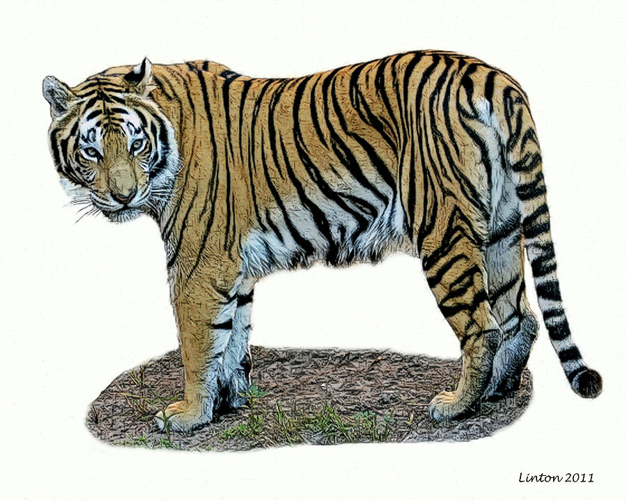 Asian Tiger #3 Digital Art by Larry Linton