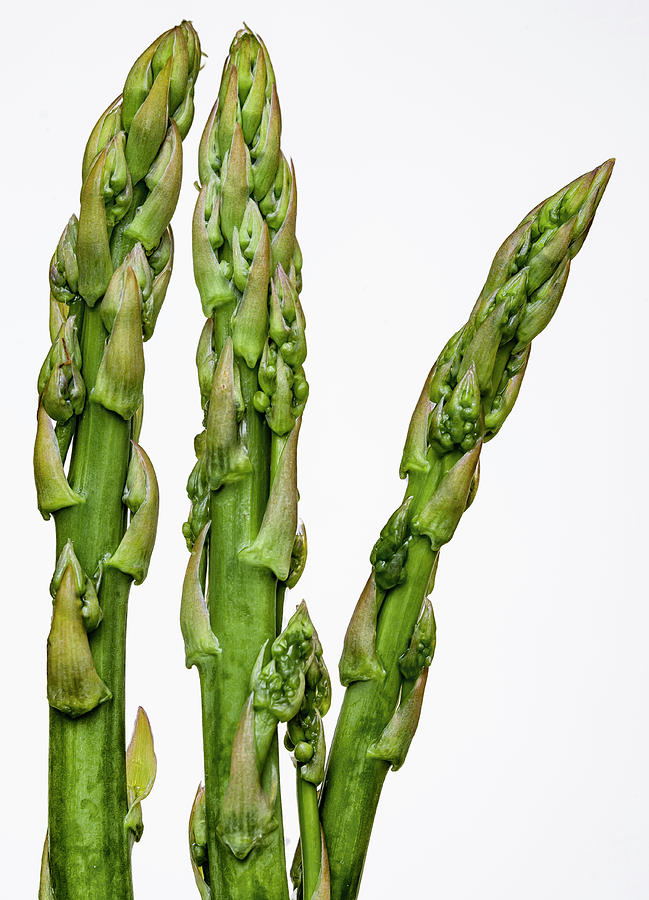 Asparagus Still Life #3 Photograph by Robert Ullmann