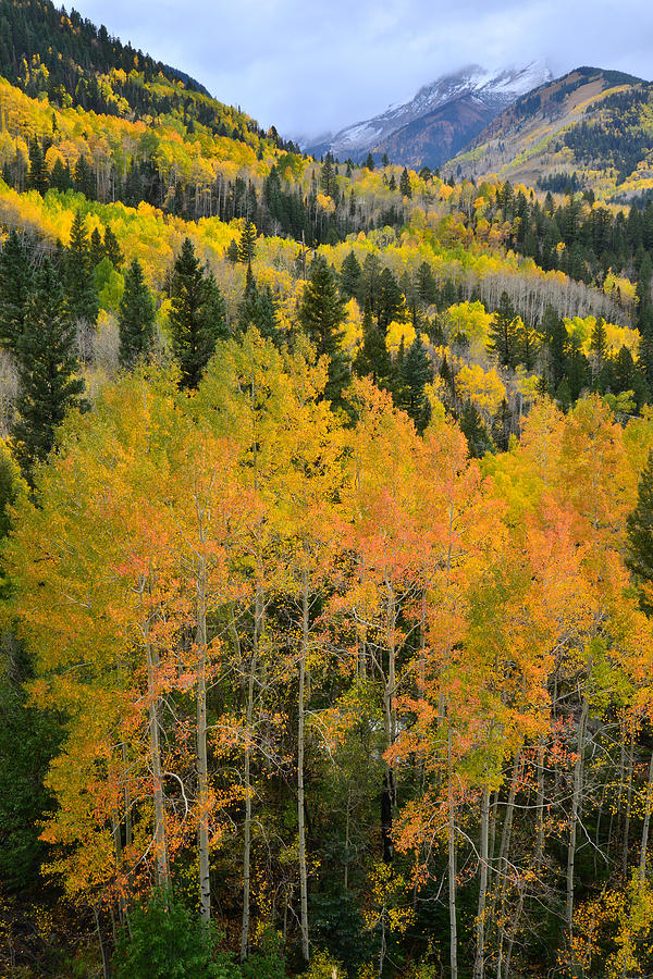 Aspen Valley #1 Photograph by Ray Mathis
