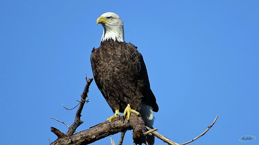 Assateague Island Eagle Photograph By Elizabeth Stoud - Fine Art America