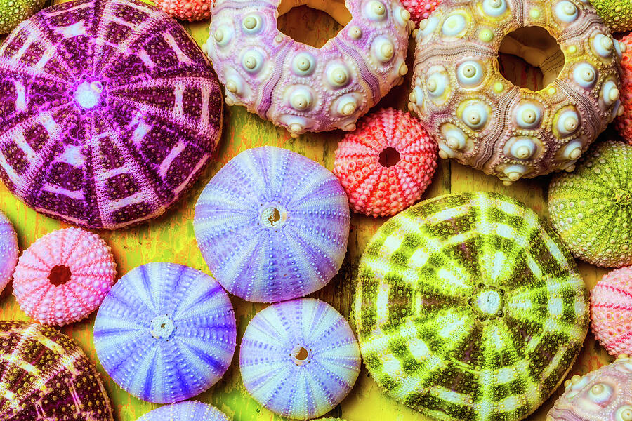 Assorted Sea Urchins Photograph by Garry Gay - Fine Art America