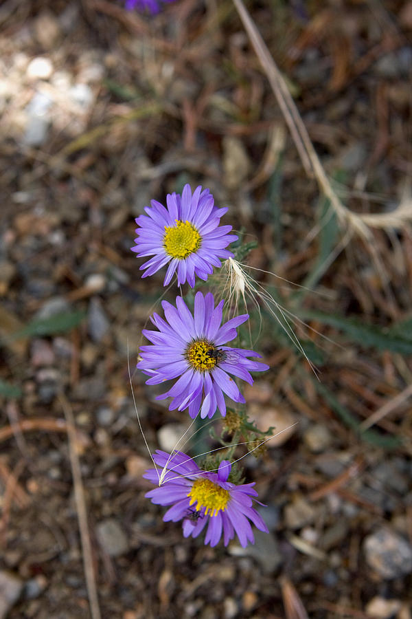 3 Asters 5943 Photograph by Peter Skiba