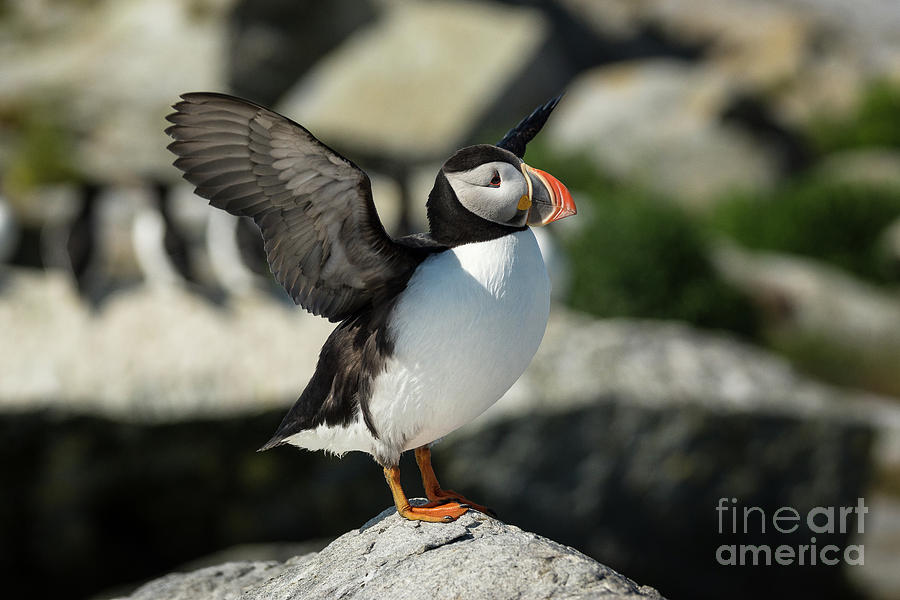 Atlantic Puffin #4 Photograph by Craig Shaknis