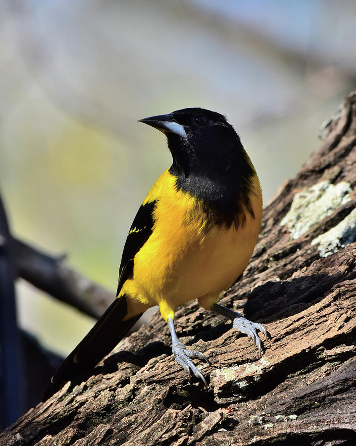 Audubon oriole Photograph by Dwight Eddington - Fine Art America