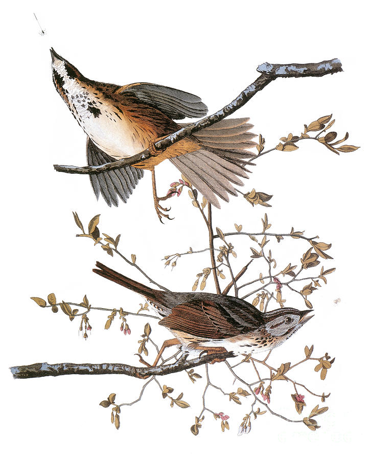 Audubon: Sparrow, (1827-38) #3 Photograph by Granger