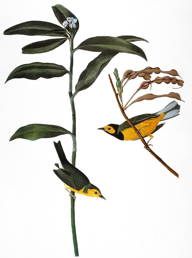 Audubon: Warbler, (1827) #3 Photograph by Granger