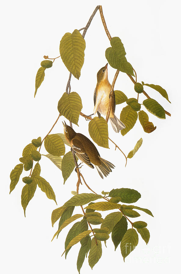 Audubon: Warbler #3 Photograph by Granger
