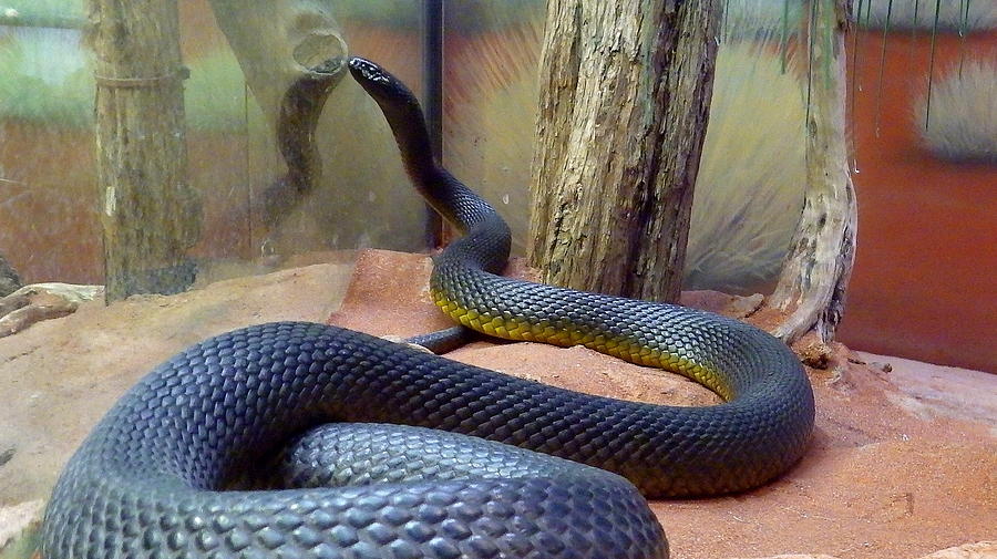 Australia - The Taipan Snake #3 Photograph by Jeffrey Shaw - Pixels