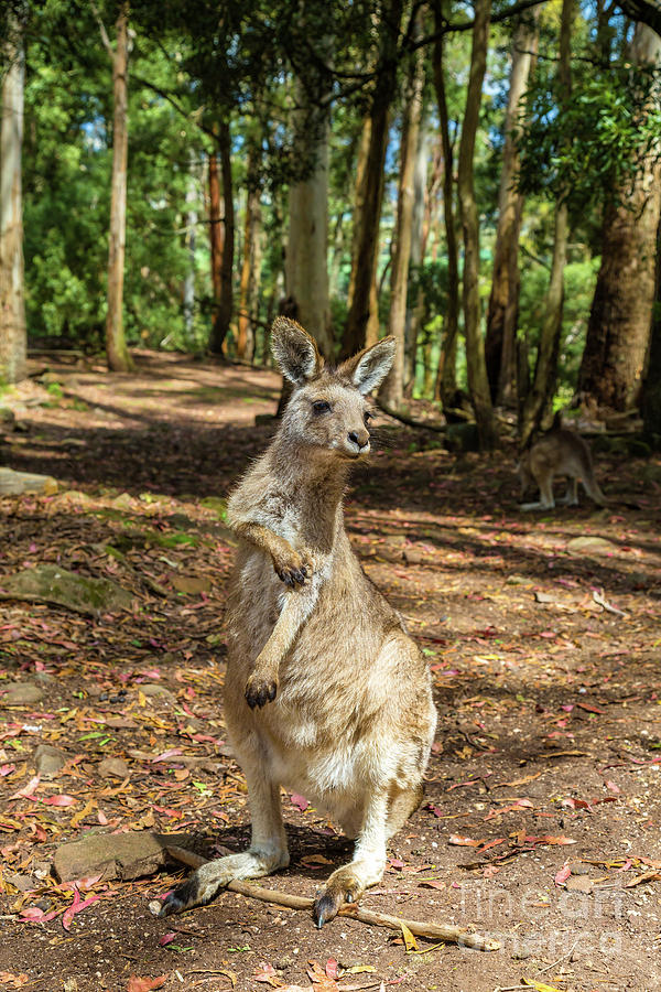 Australian Kangaroo standing #3 Pyrography by Benny Marty
