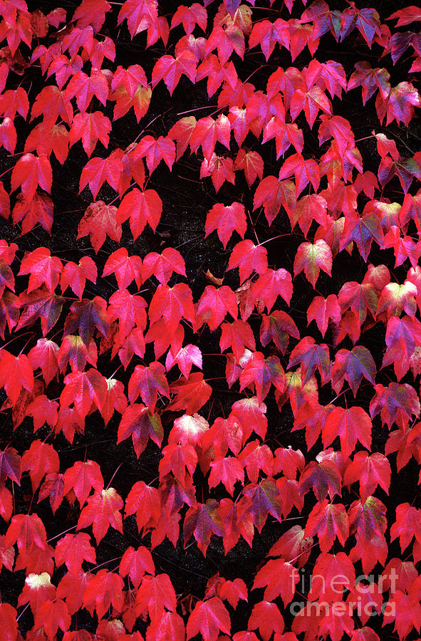 Autumn Colors #3 Photograph by Jim Corwin