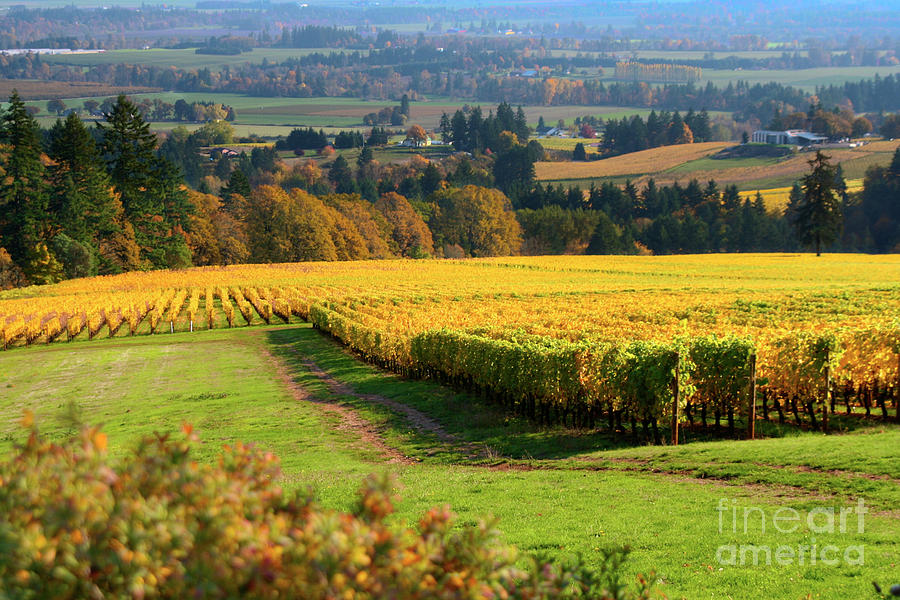  Autumn in Oregon Wine Country #3 Photograph by Bruce Block