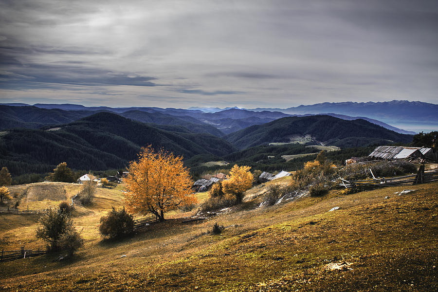 Tree Photograph - Autumn in the Rhodopes #3 by Pavel Pavlov